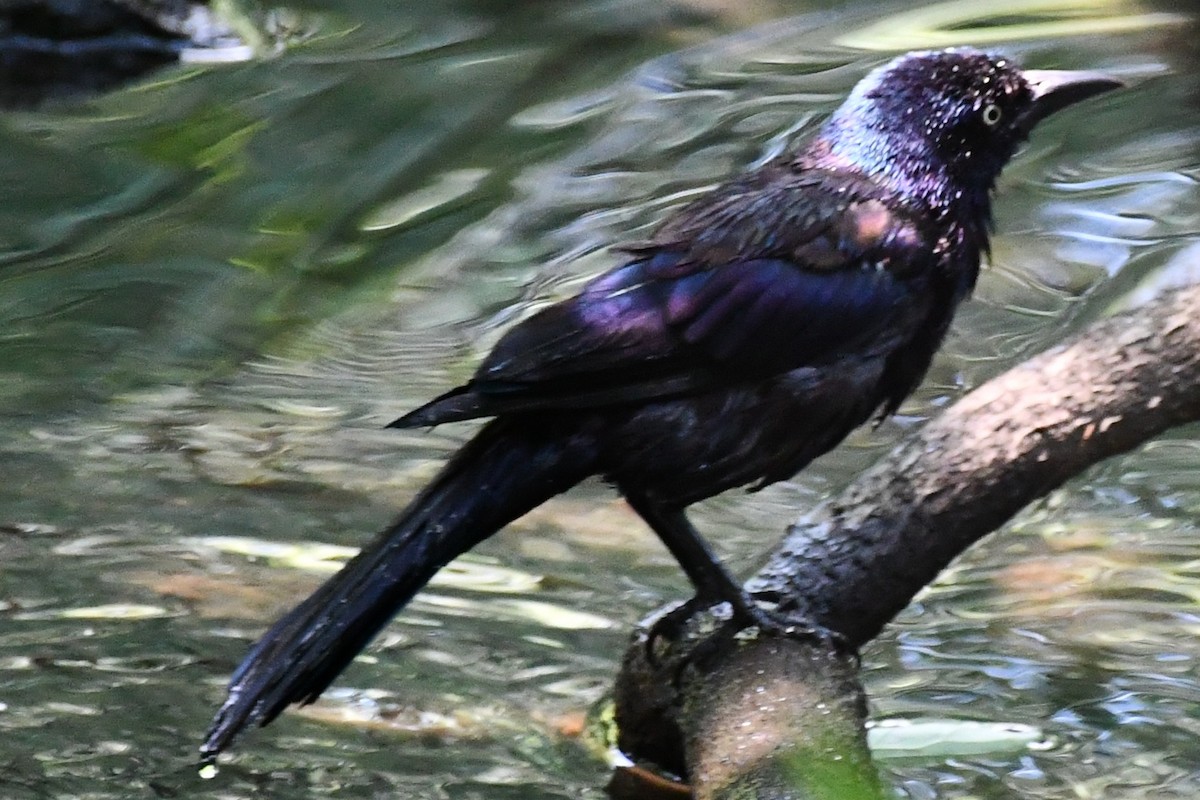 Common Grackle - ML357851011