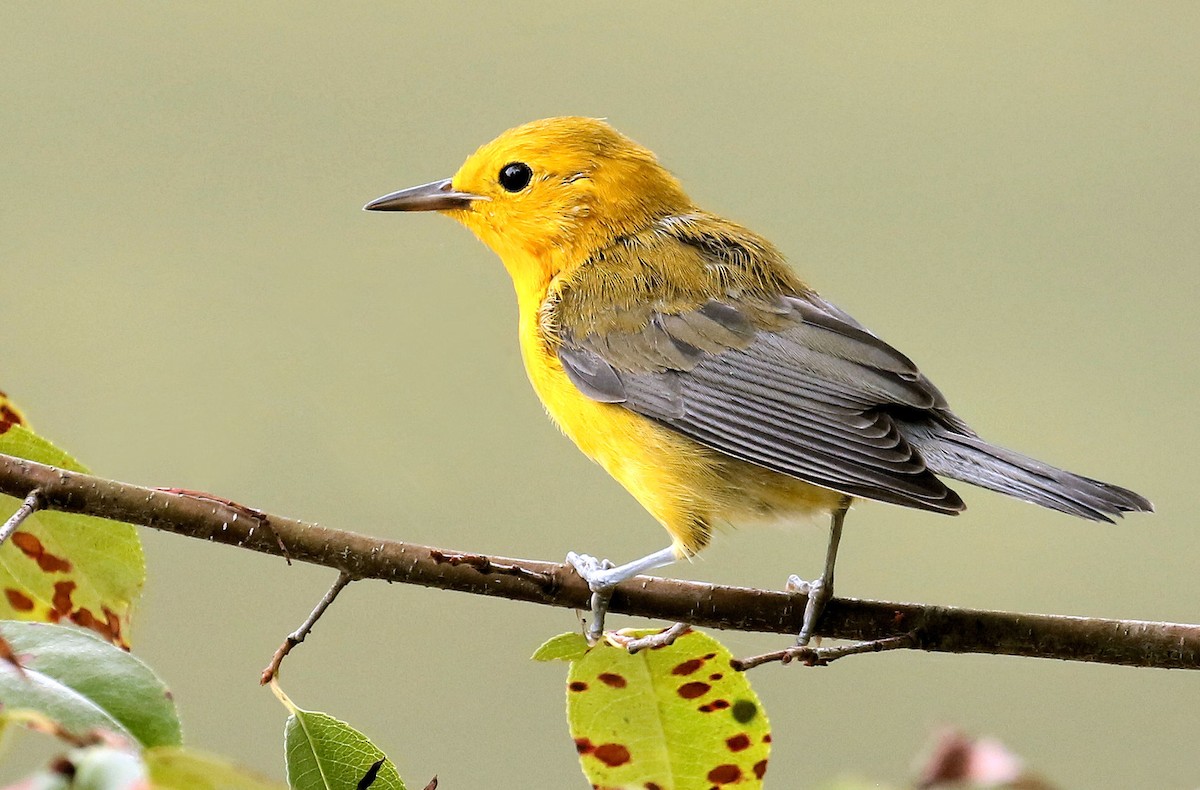 Prothonotary Warbler - ML357851031