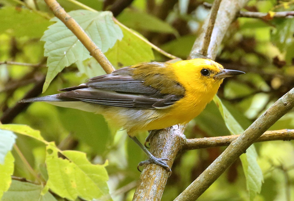 Prothonotary Warbler - ML357851121