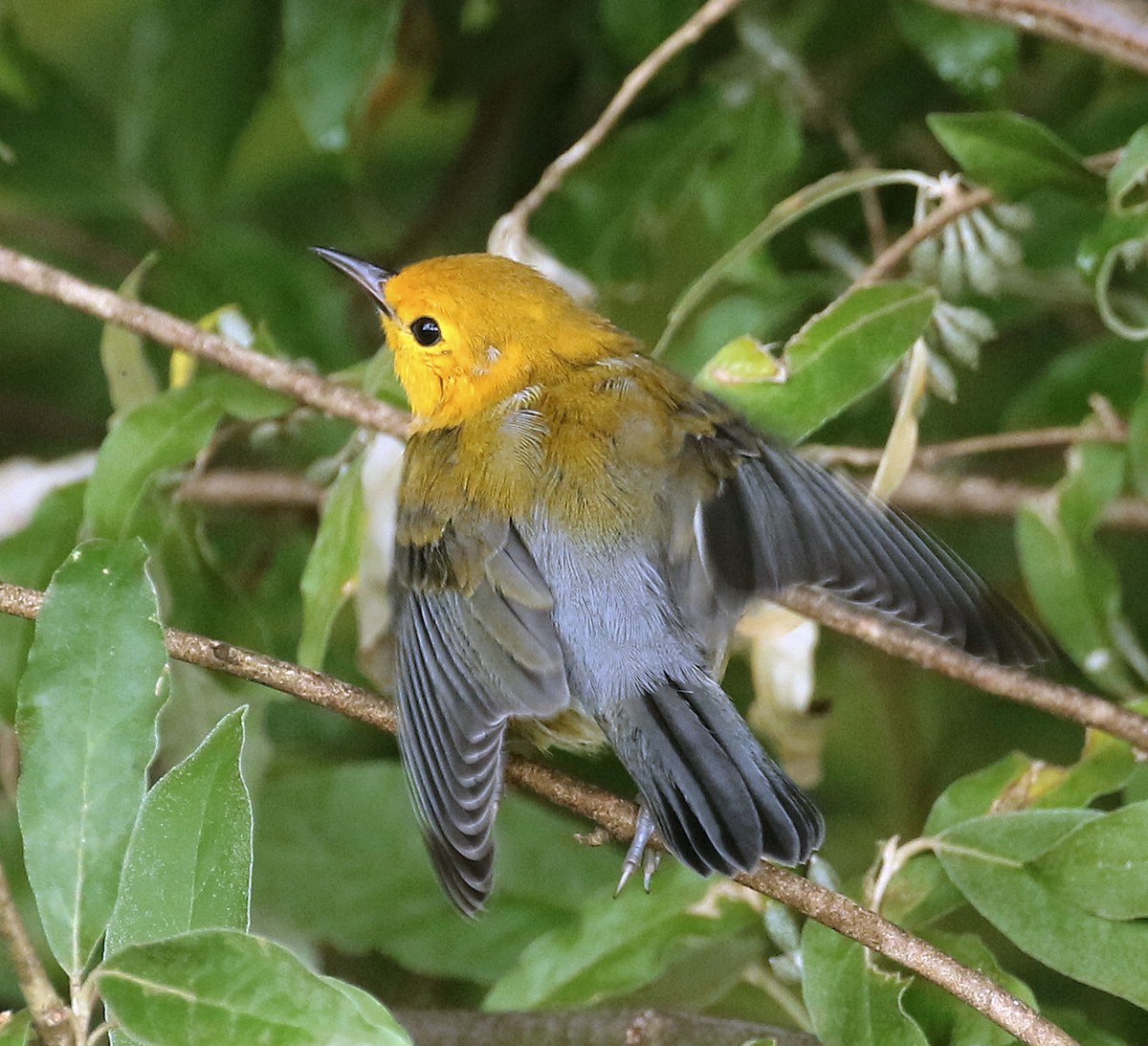 Prothonotary Warbler - ML357851221