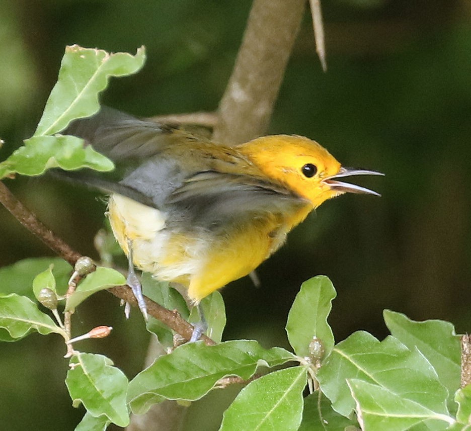 Prothonotary Warbler - ML357851281