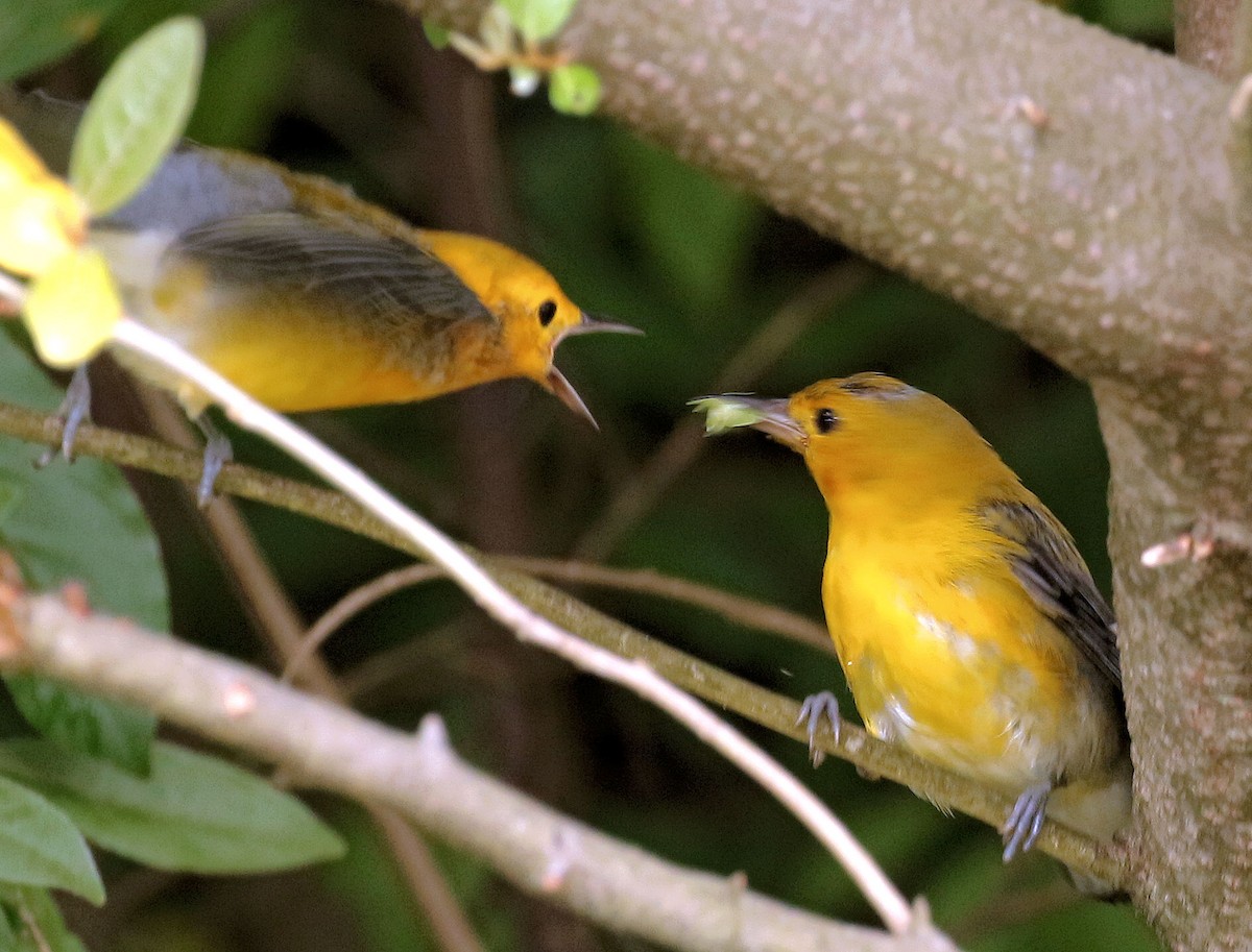 Prothonotary Warbler - ML357851341