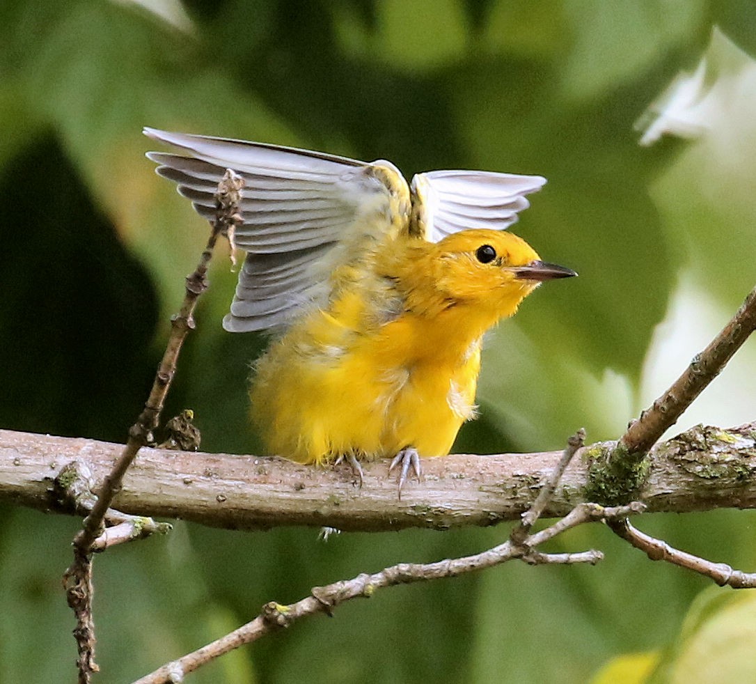 Prothonotary Warbler - ML357851421