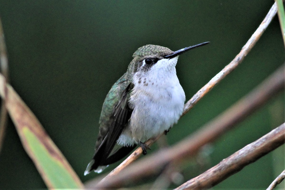 Ruby-throated Hummingbird - Harold Forsyth