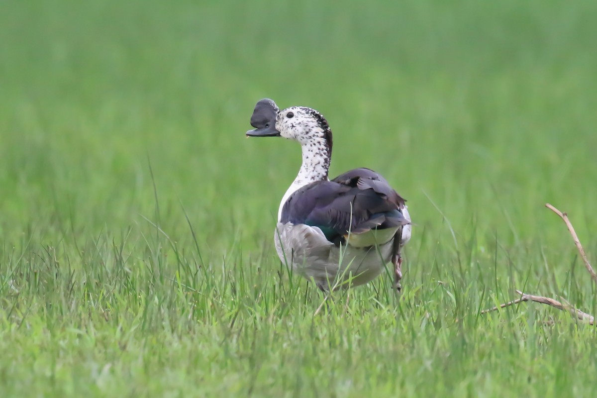 Knob-billed Duck - ML357852381