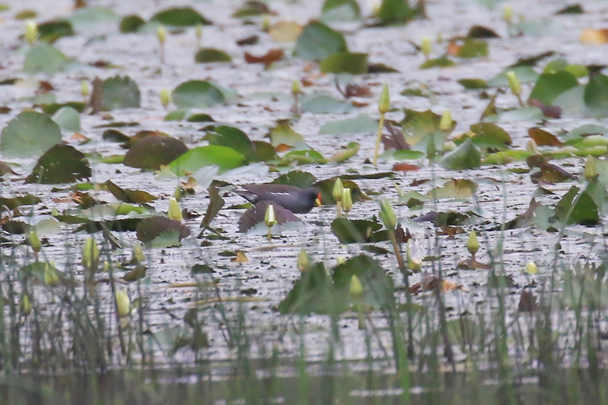 Lesser Moorhen - Fikret Ataşalan