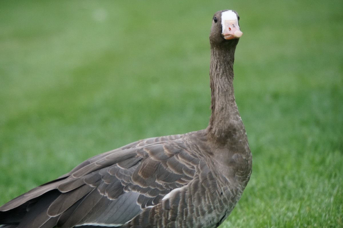 Greater White-fronted Goose - ML357852651