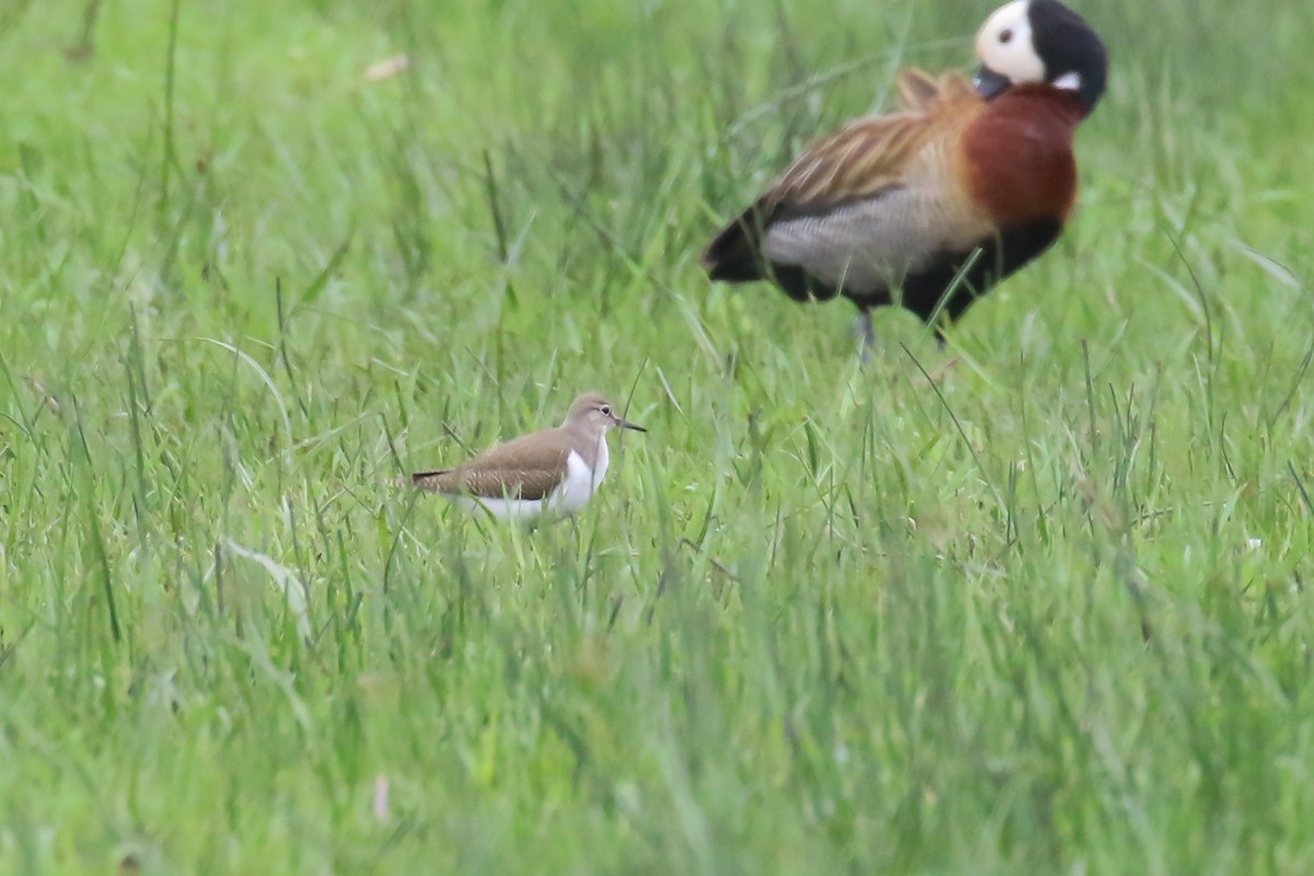 Common Sandpiper - Fikret Ataşalan