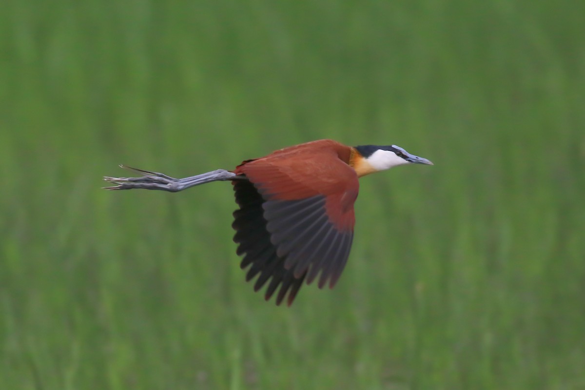 Jacana à poitrine dorée - ML357852761