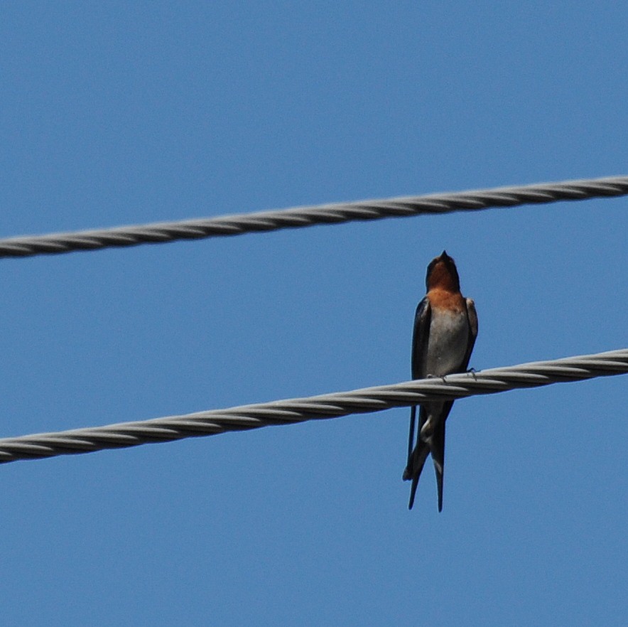 Golondrina Australiana - ML35785321