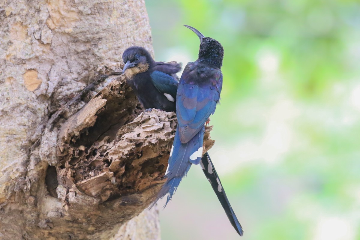 Black-billed Woodhoopoe - ML357853231