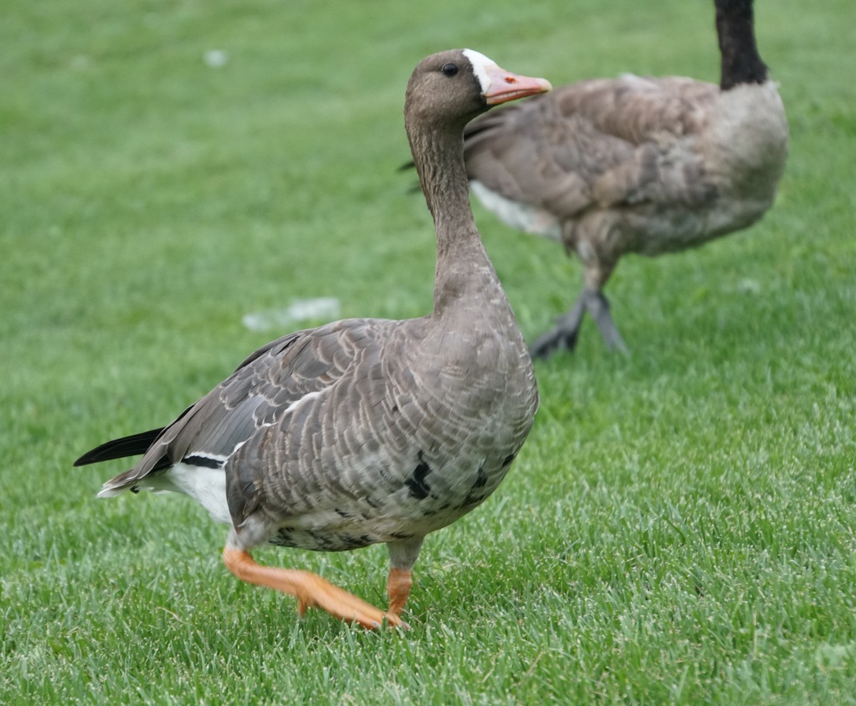 Greater White-fronted Goose - ML357853291