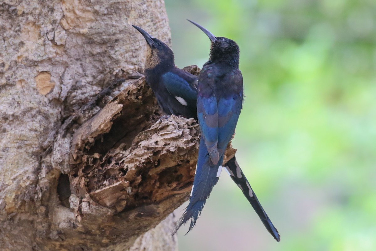 Black-billed Woodhoopoe - ML357853501