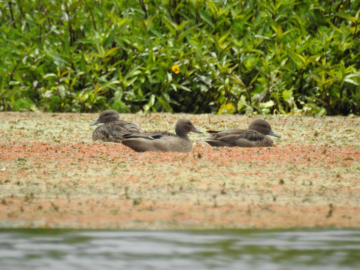 Andean Teal - ML357853931