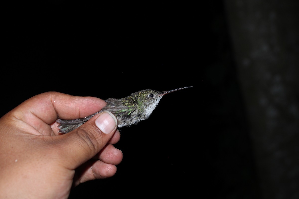 White-bellied Hummingbird - ML357854101