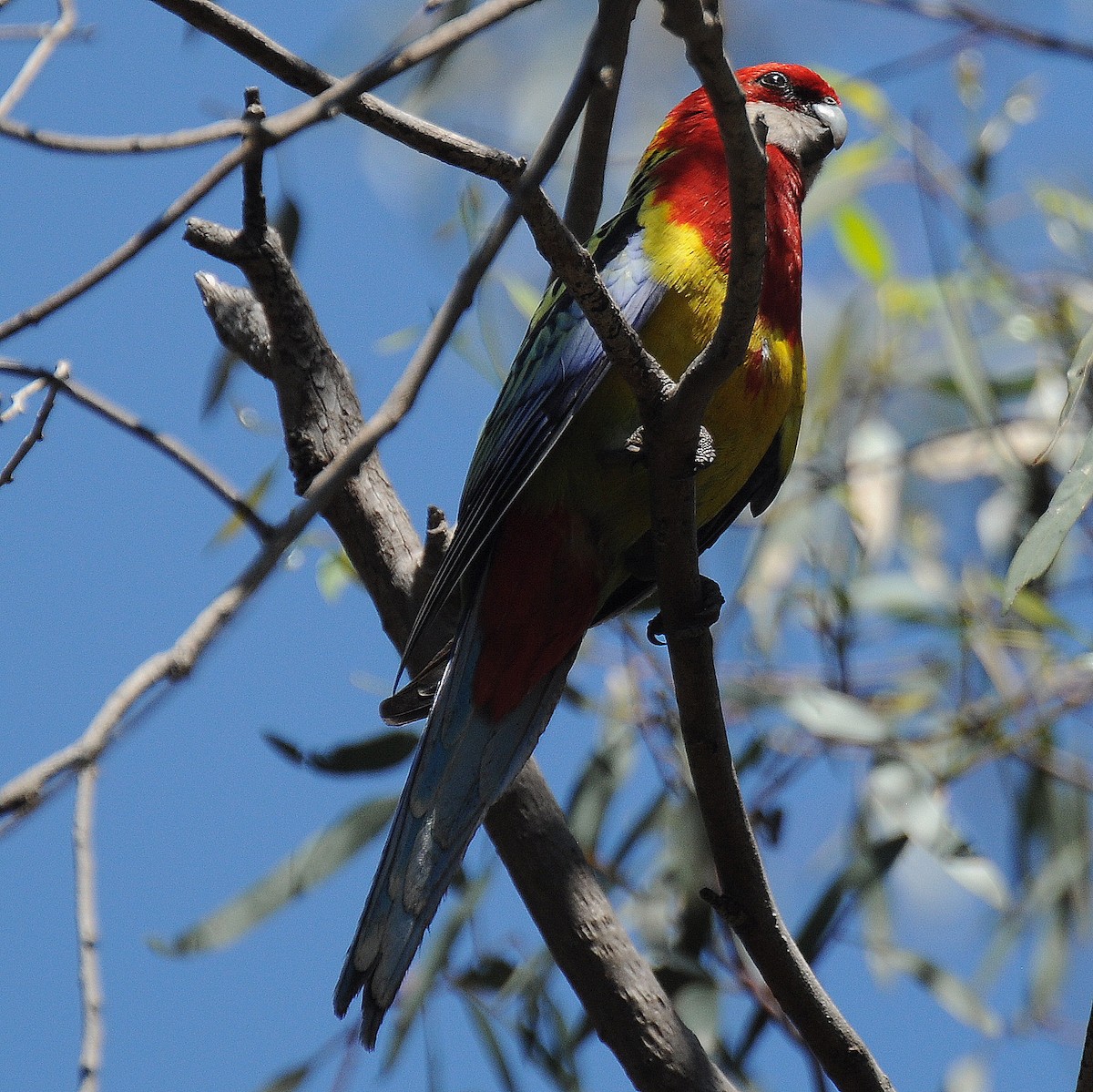 Perico Multicolor - ML35785411