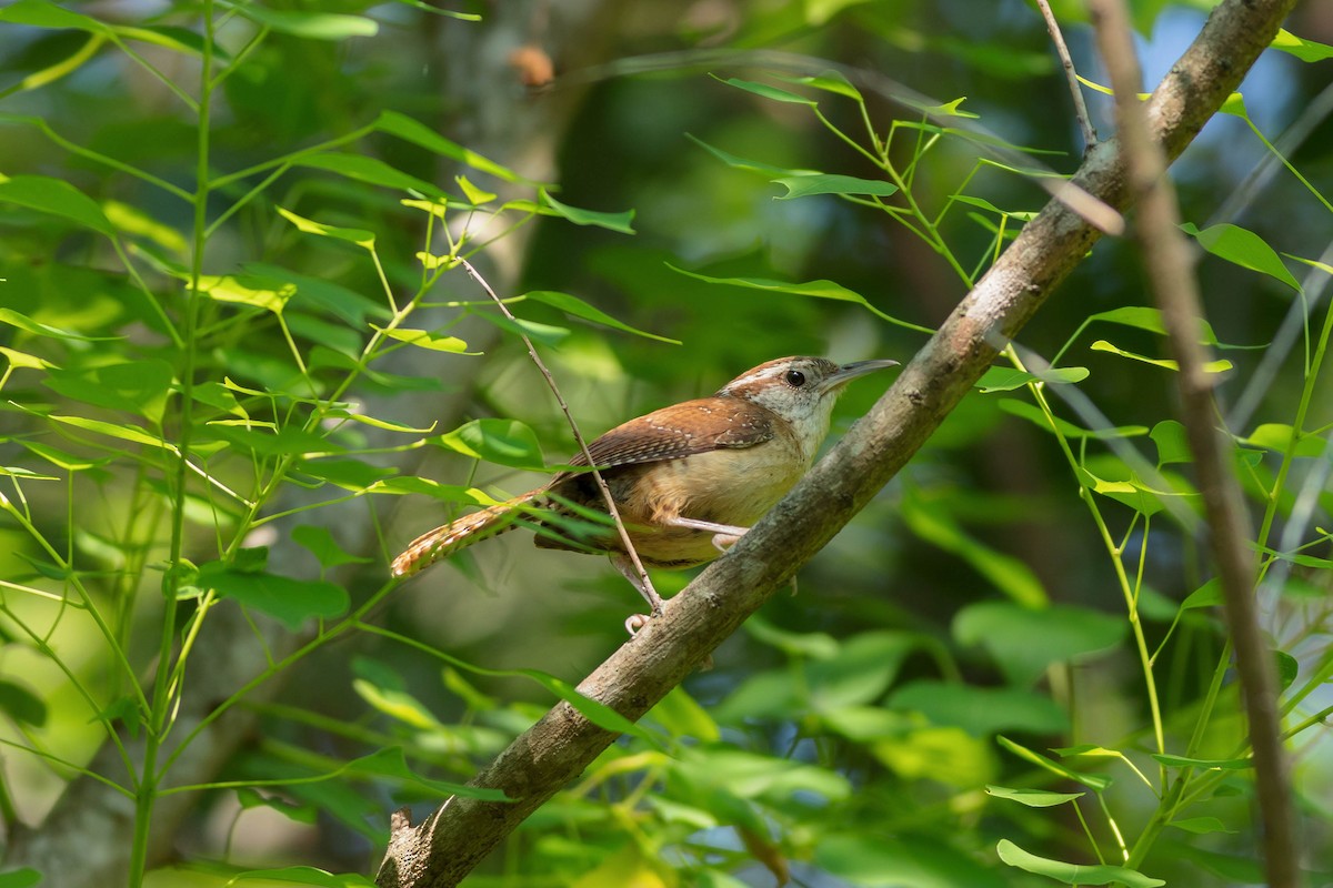 Carolina Wren - Jeffrey Mann