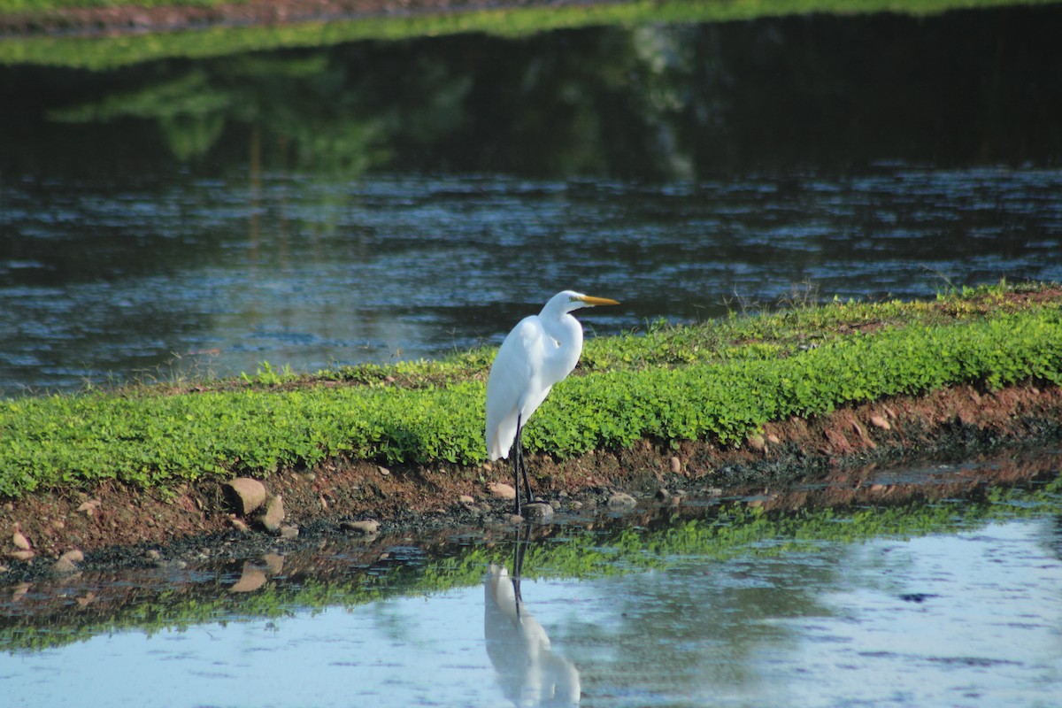 Great Egret - ML357854161