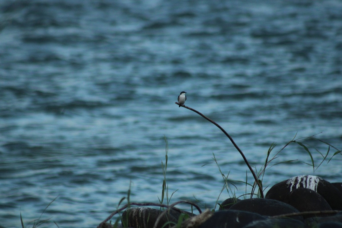 White-winged Swallow - ML357854371