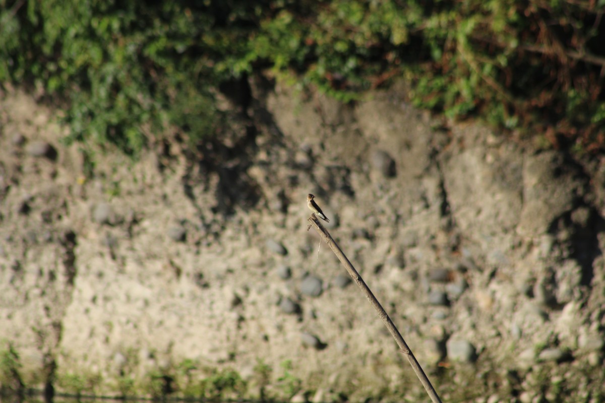 Southern Rough-winged Swallow - ML357854631