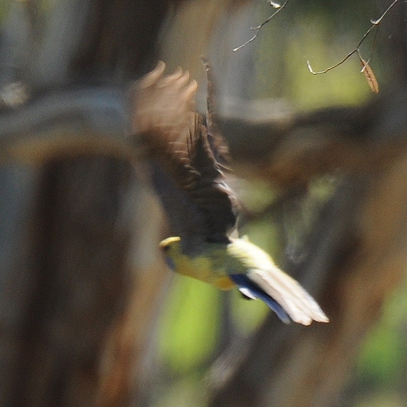 Perico Elegante (flaveolus) - ML35785471