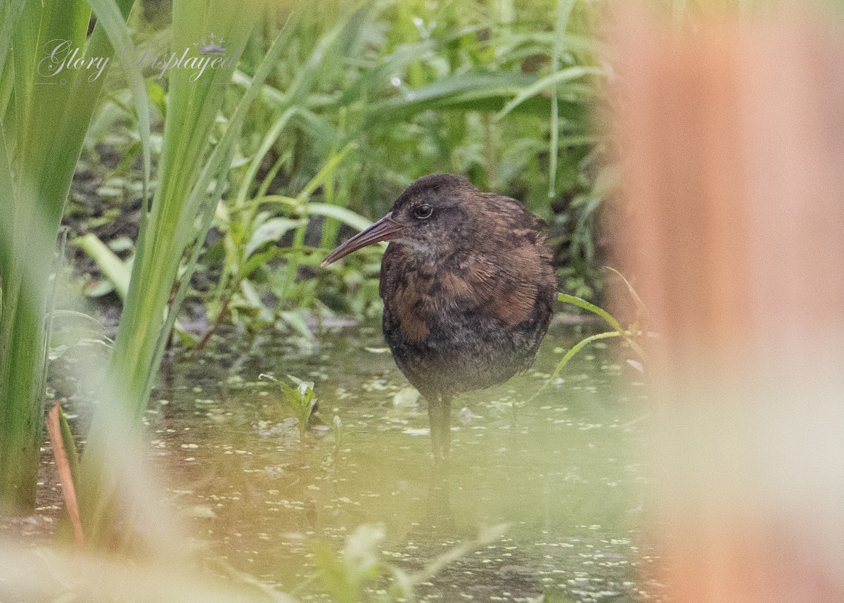 Virginia Rail - ML357854801