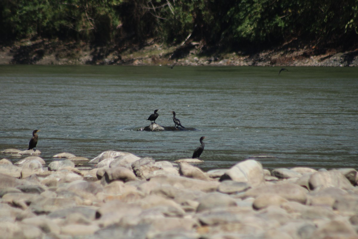 Neotropic Cormorant - ML357855021