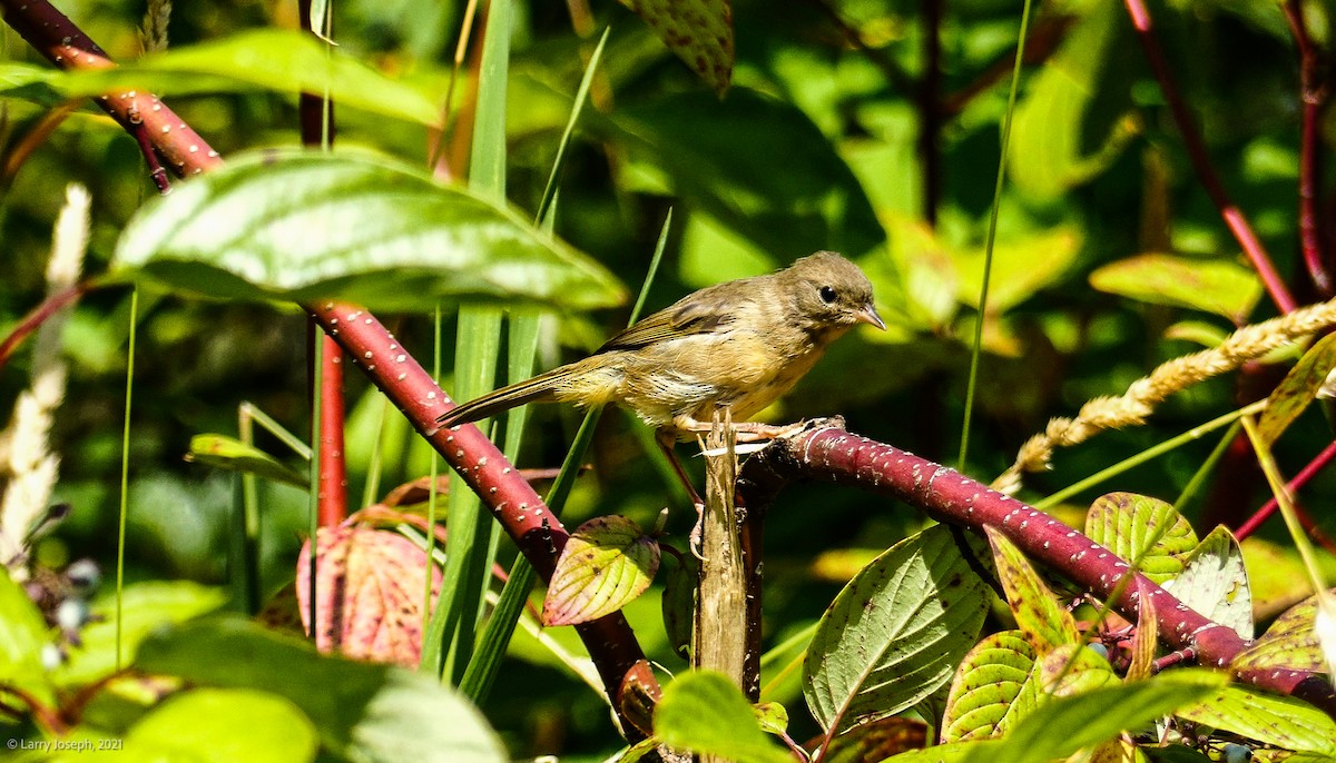 Common Yellowthroat - ML357855301