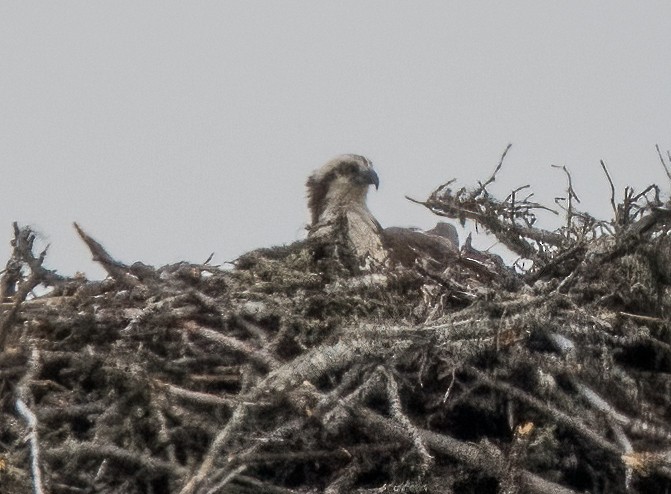 Osprey - ML357855841