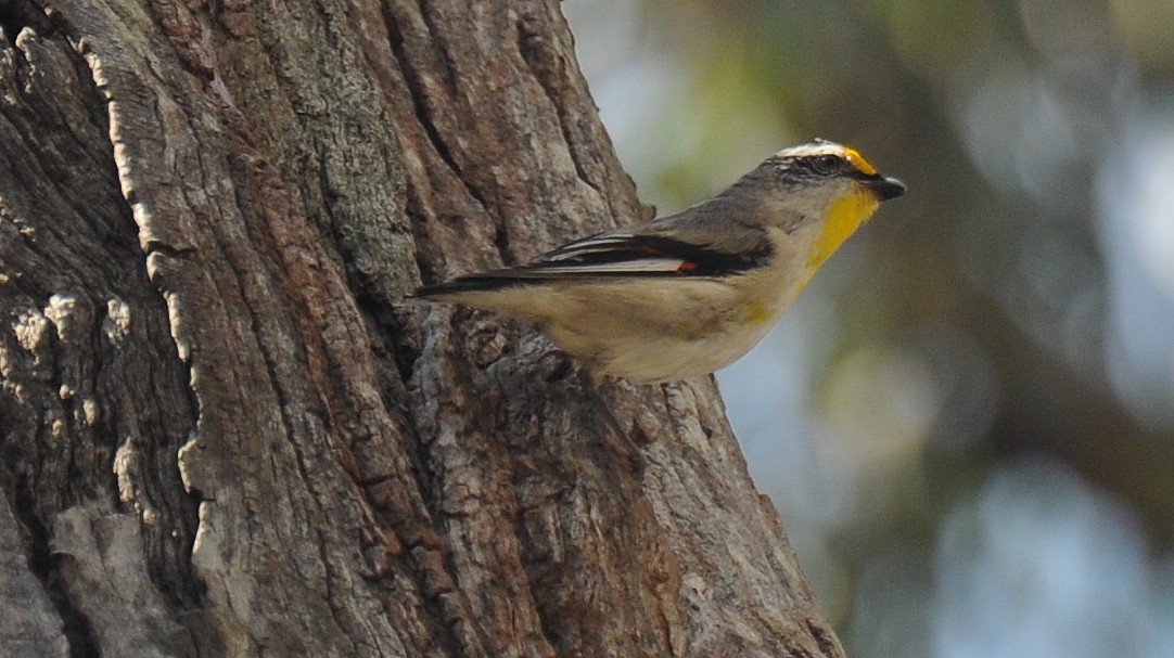 Pardalote Estriado - ML35785641