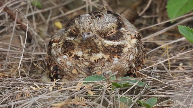 Indian Nightjar - ML357857761