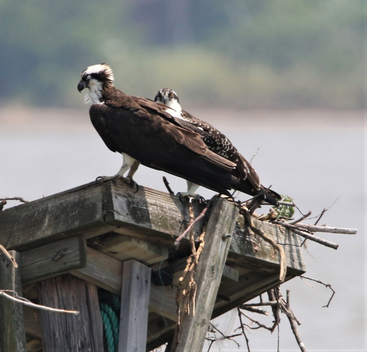 Osprey - ML357858671