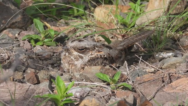 Indian Nightjar - ML357858801