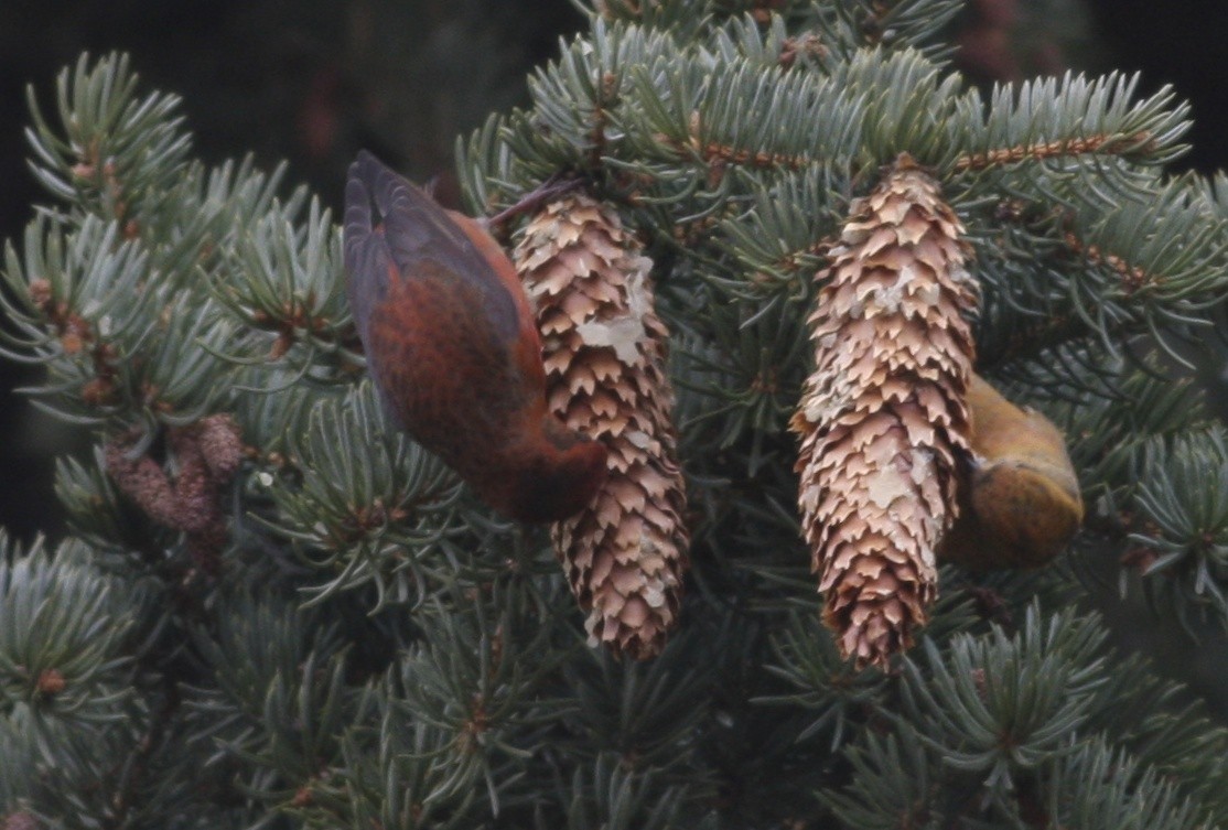 Red Crossbill - ML357860991