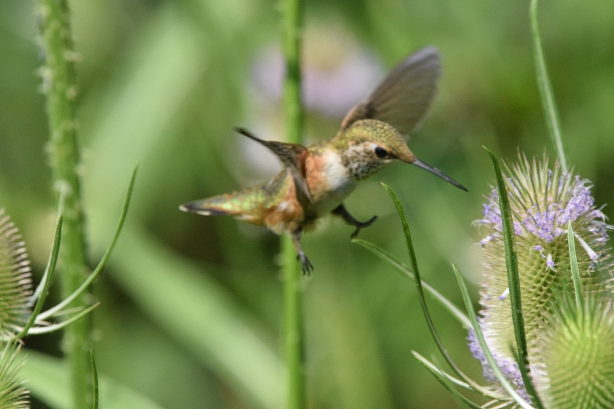 Rufous Hummingbird - ML357861891