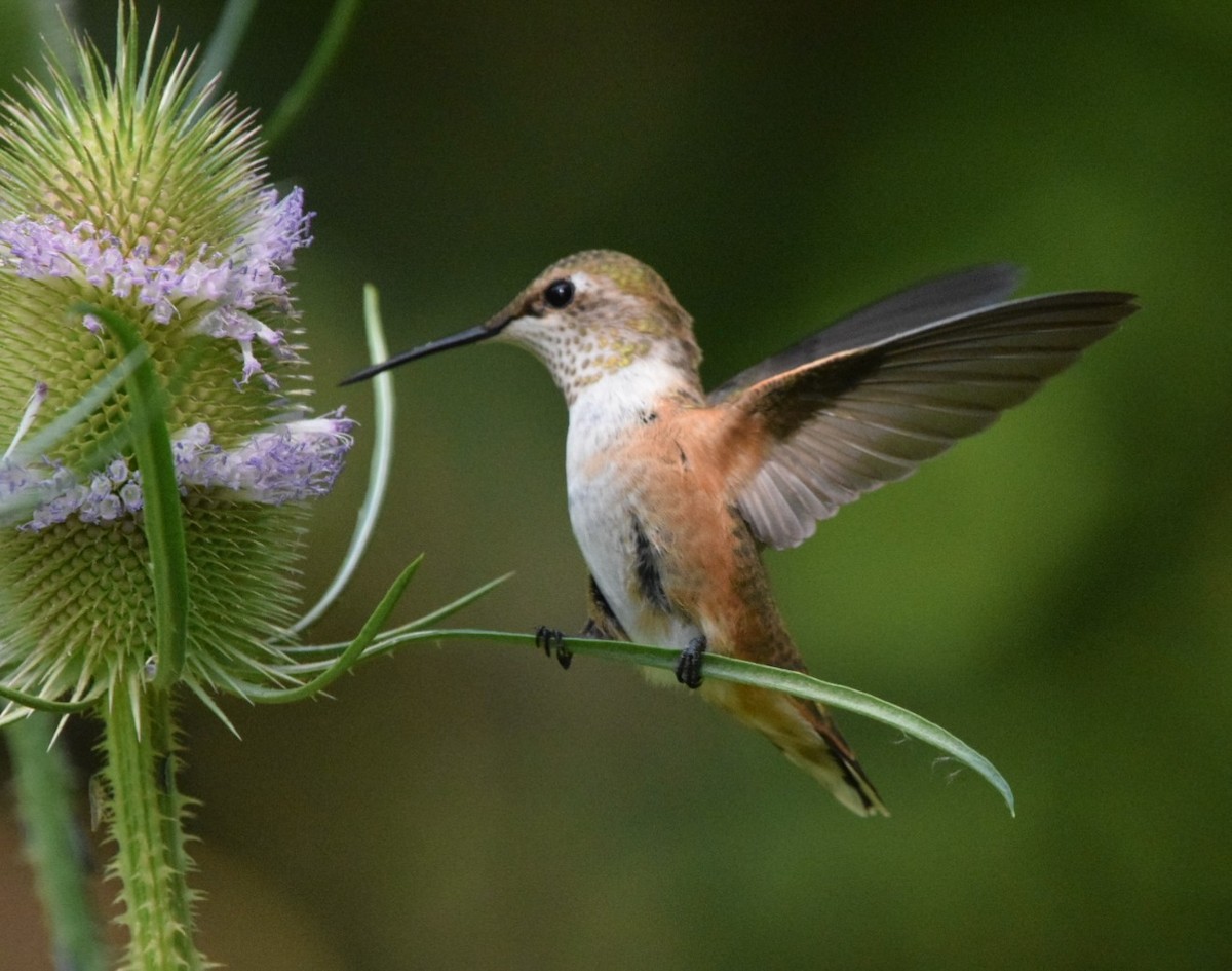 Rufous Hummingbird - ML357861901