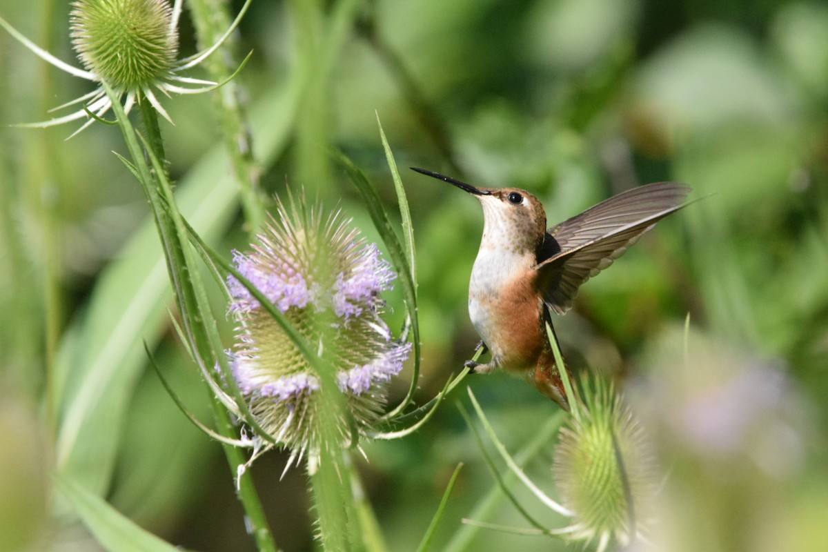 Rufous Hummingbird - ML357861911