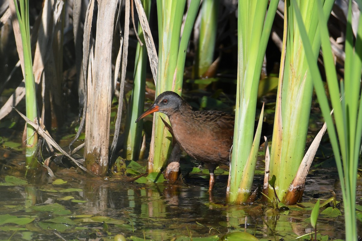 Virginia Rail - ML357862671