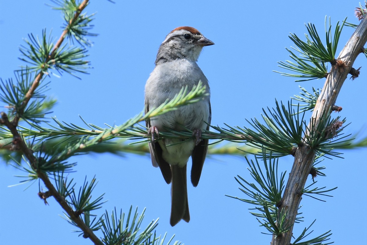 Chipping Sparrow - Bobby Nadeau