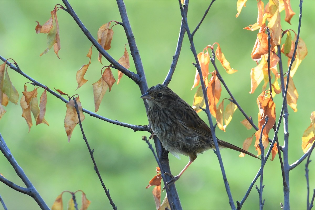 Swamp Sparrow - ML357863011