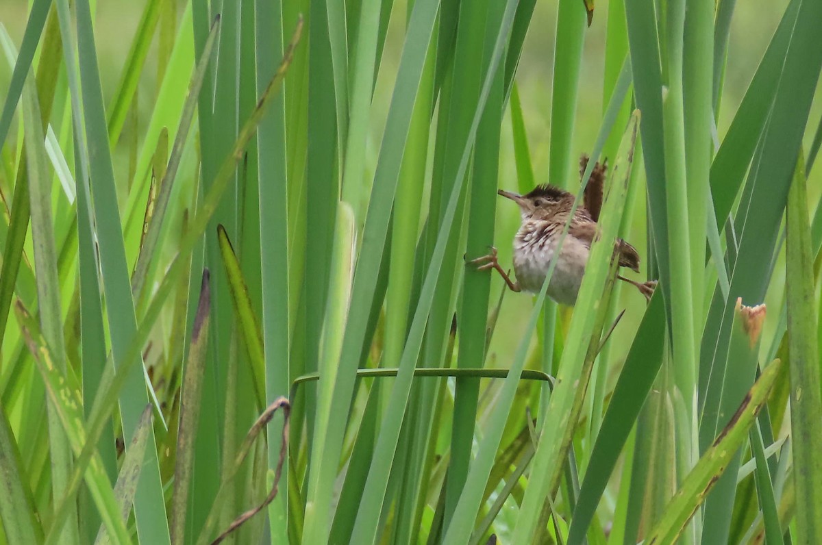 Marsh Wren - sheila goss