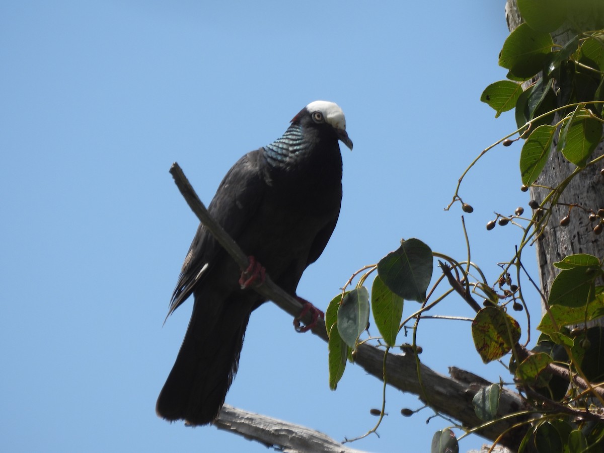 White-crowned Pigeon - ML357865501