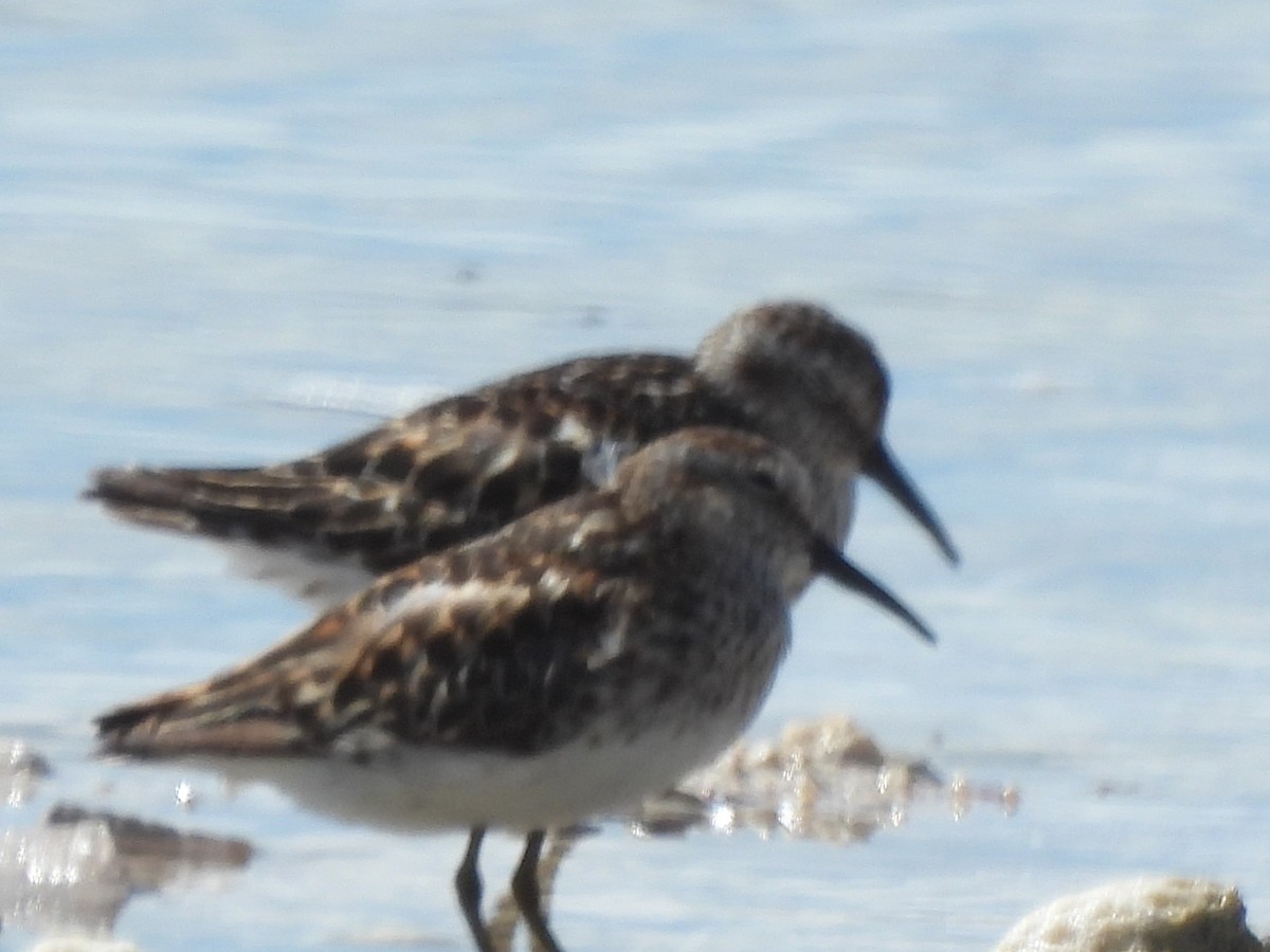 Western Sandpiper - ML357865641