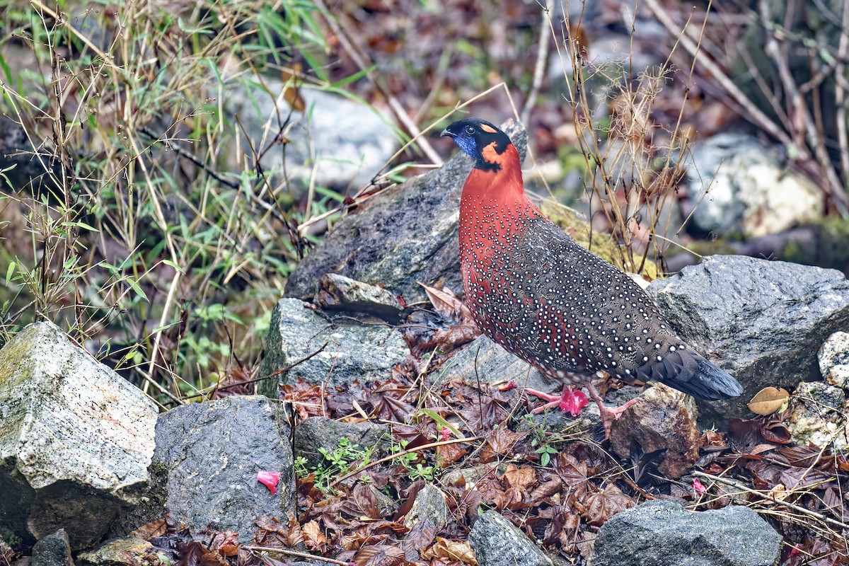 Satyr Tragopan - Vincent Wang