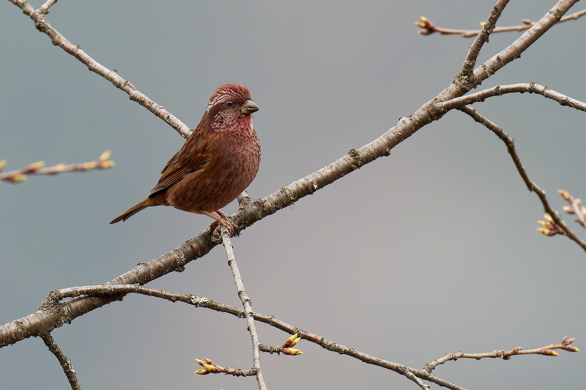 Dark-rumped Rosefinch - Vincent Wang