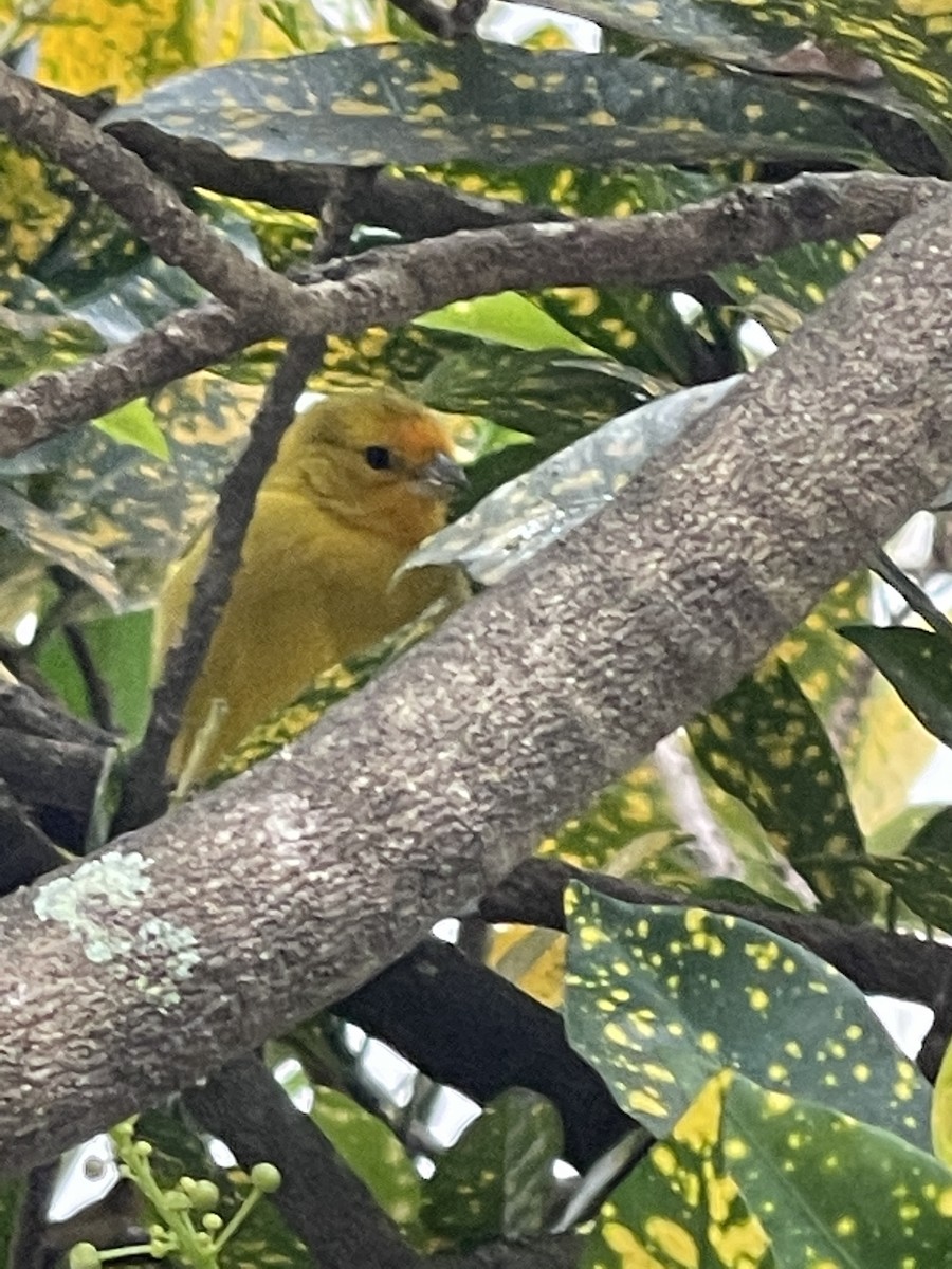 Saffron Finch - ML357870601