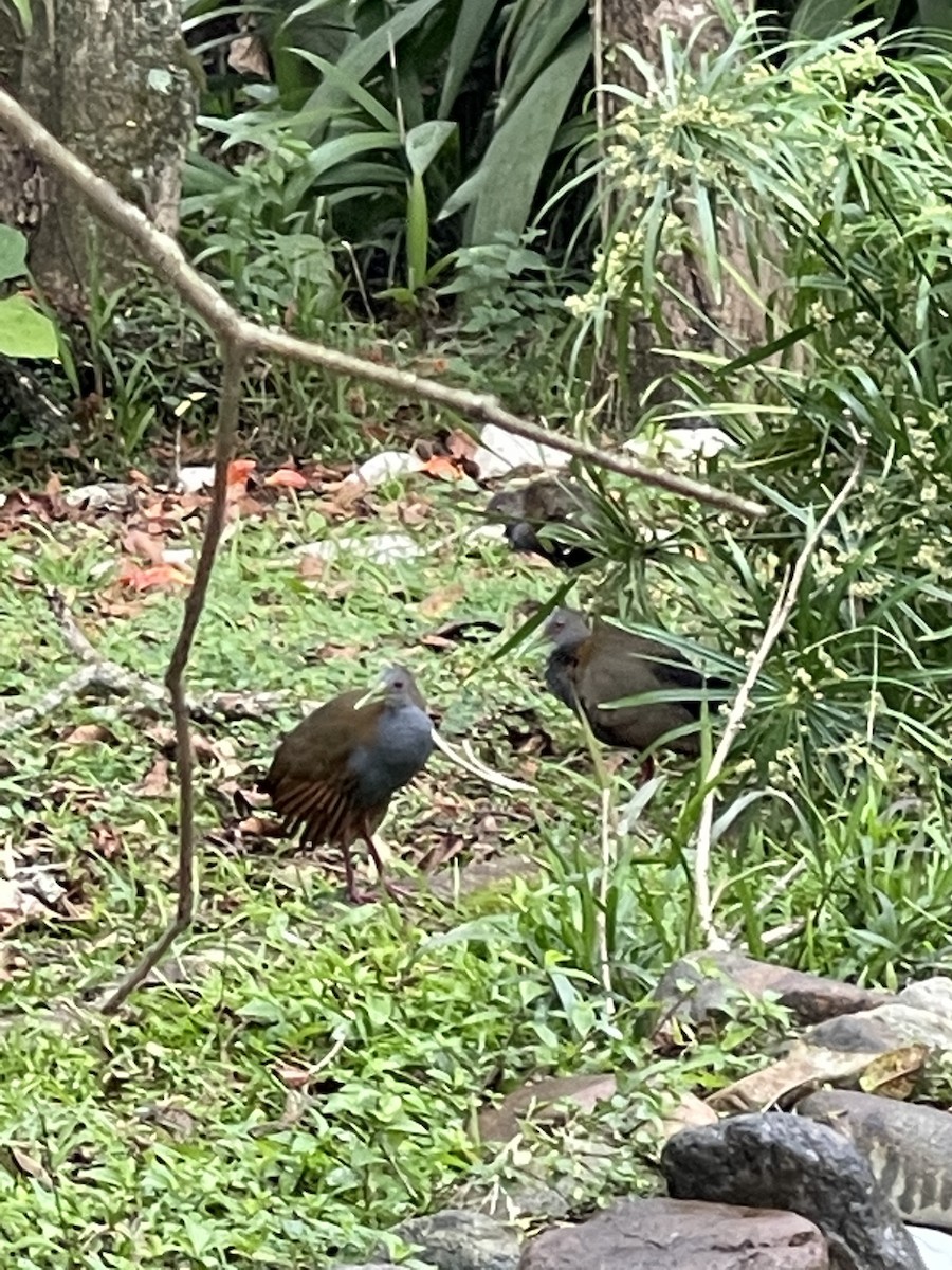 Slaty-breasted Wood-Rail - Clarisse Odebrecht