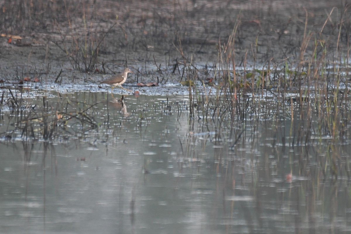 Spotted Sandpiper - Bill Eisele