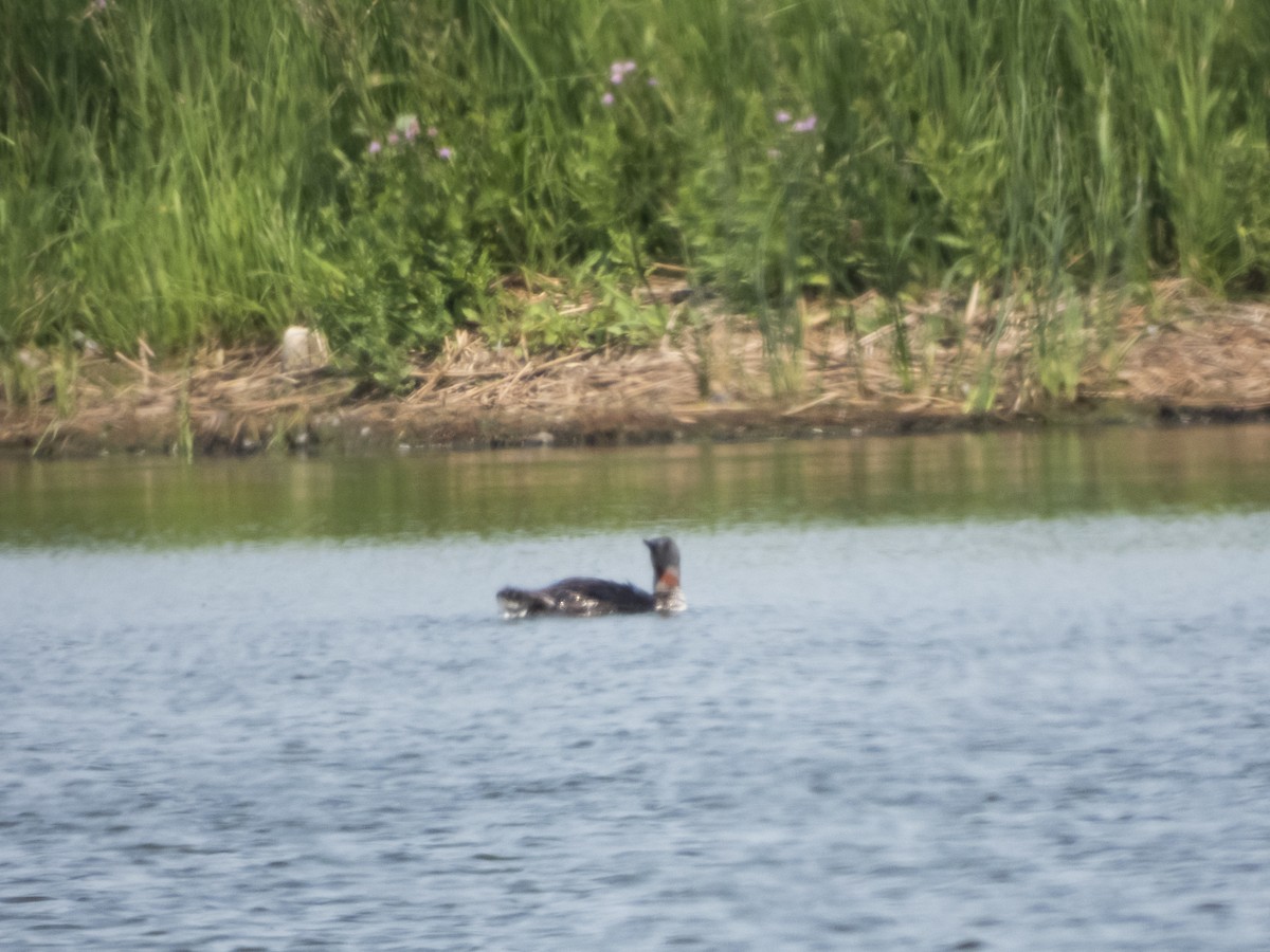 Red-throated Loon - ML357871911