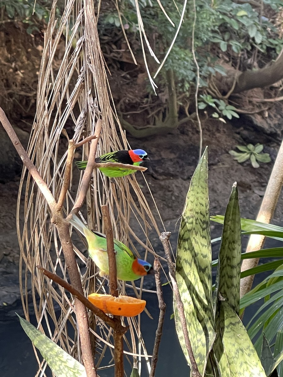 Red-necked Tanager - ML357872081